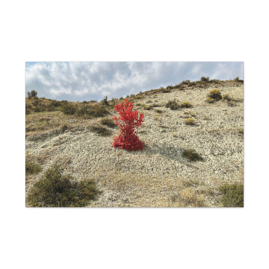 Burning Bush Idaho Canvas Wall Art