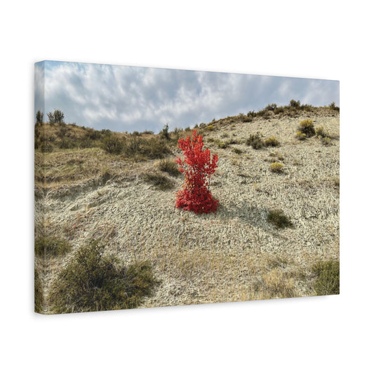 Burning Bush · Idaho · Gallery Wrapped Canvas