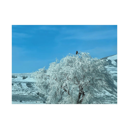 Winter Eagle Tree