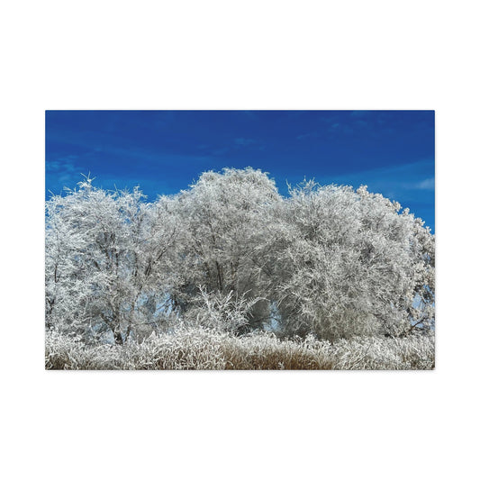 Frosted Tree - Utah