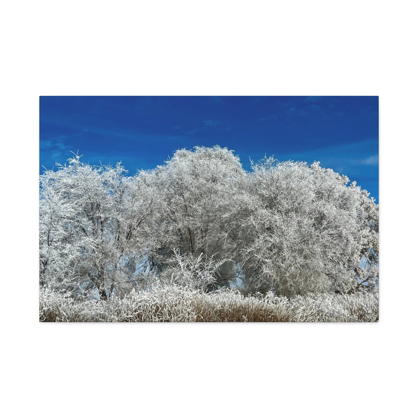 Frosted Tree Utah Canvas Wall Art