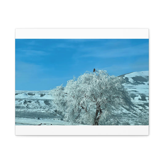 Between Places - Frosted Eagle Tree