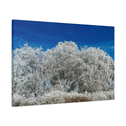 Frosted Tree - Utah