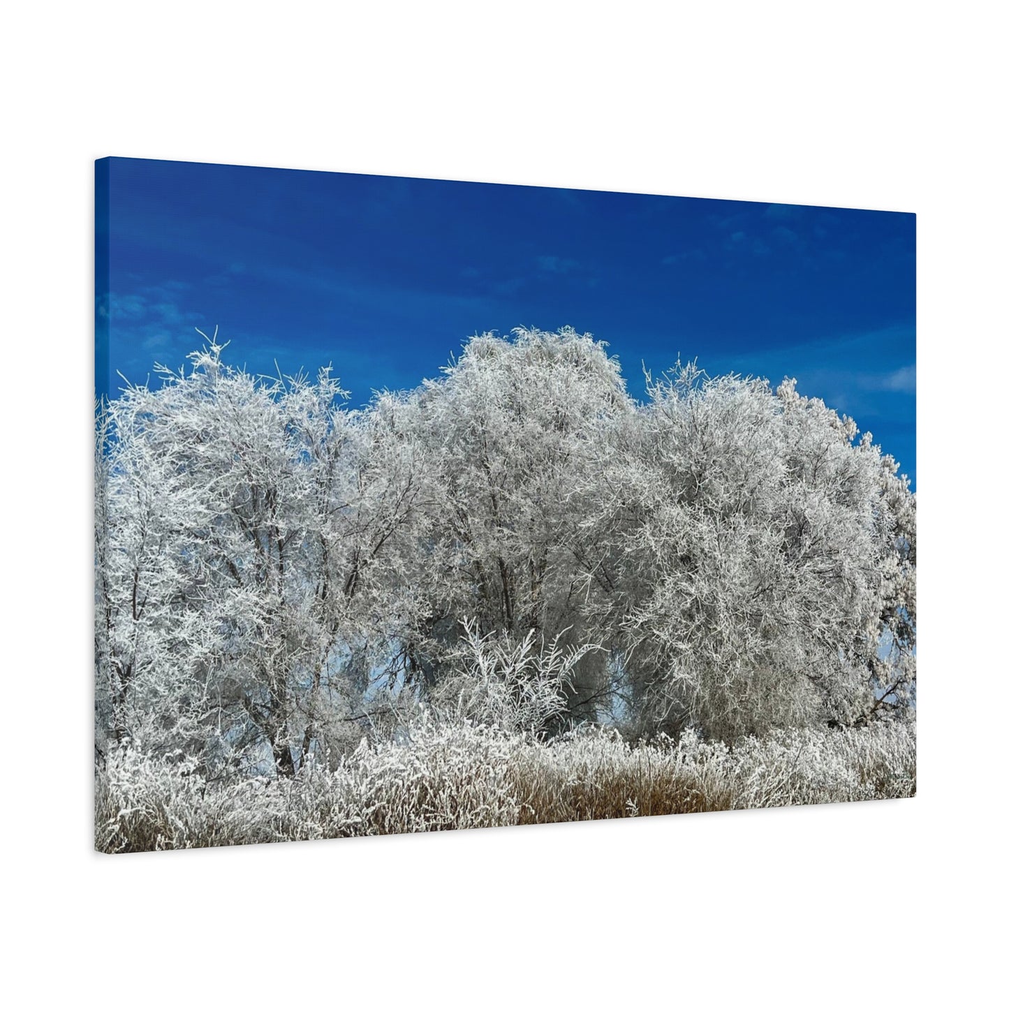 Frosted Tree Utah Canvas Wall Art