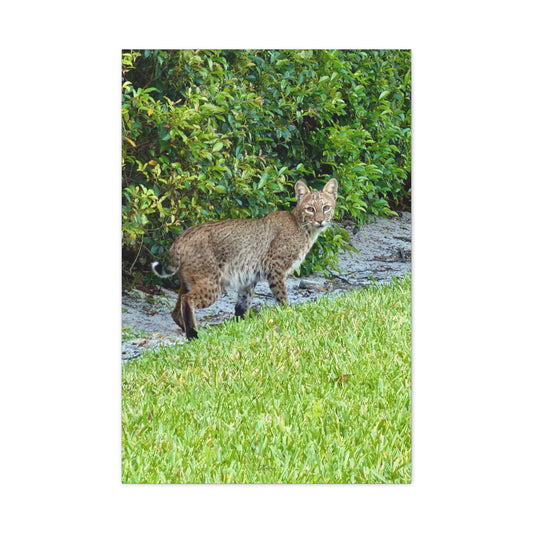 Urban Bobcat Florida Canvas Wall Art
