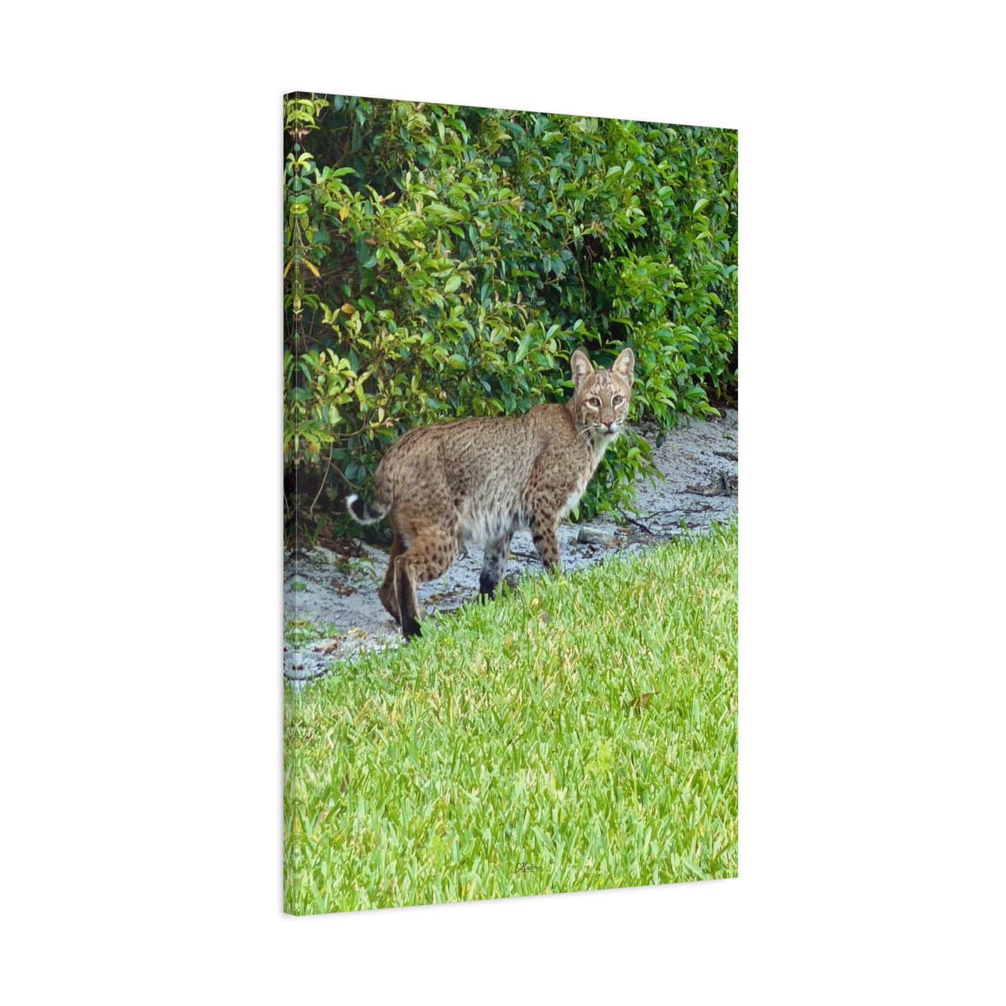 Urban Bobcat · Florida · Fine Art Canvas