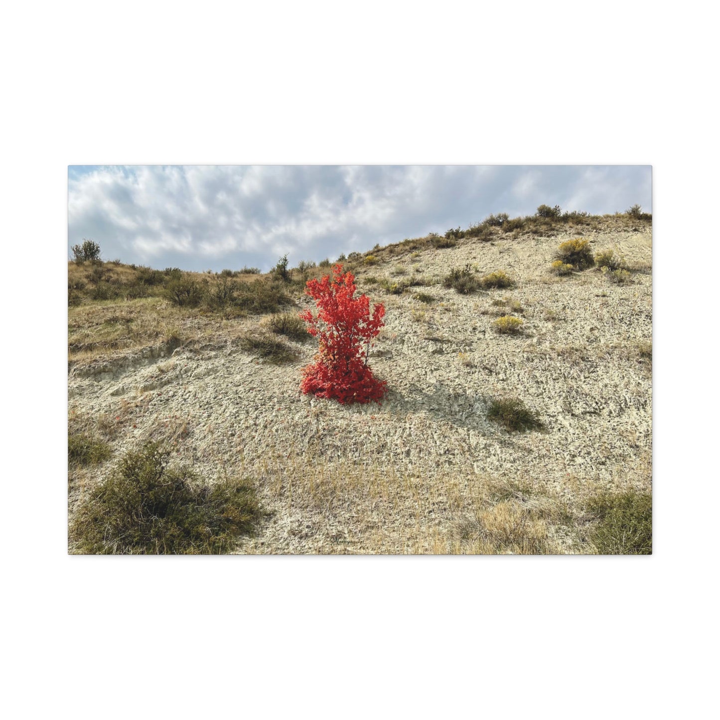 Burning Bush Idaho Canvas Wall Art