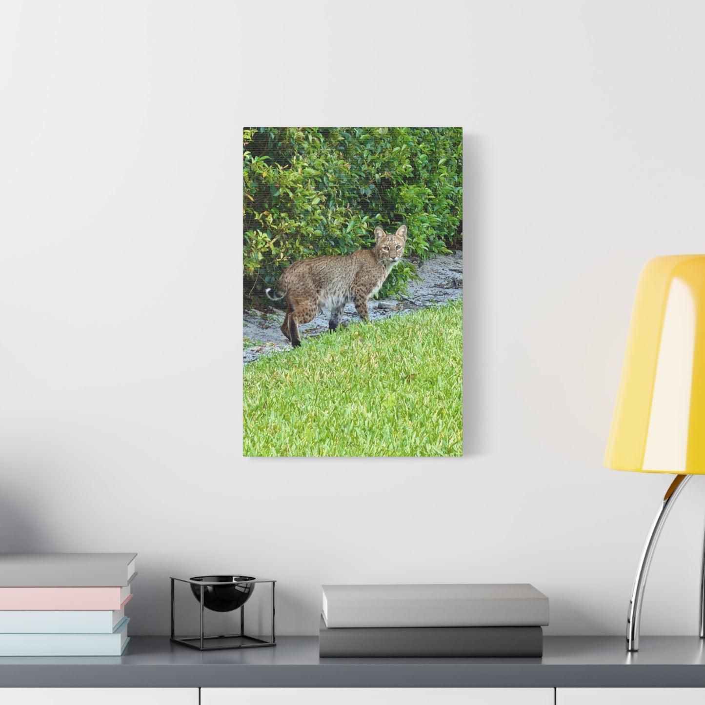 Urban Bobcat · Florida · Fine Art Canvas