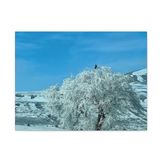 Frosted Tree Winter Landscape Matte Canvas