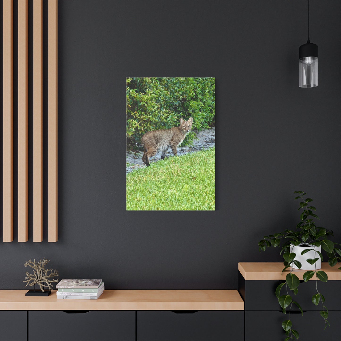 Urban Bobcat · Florida · Fine Art Canvas