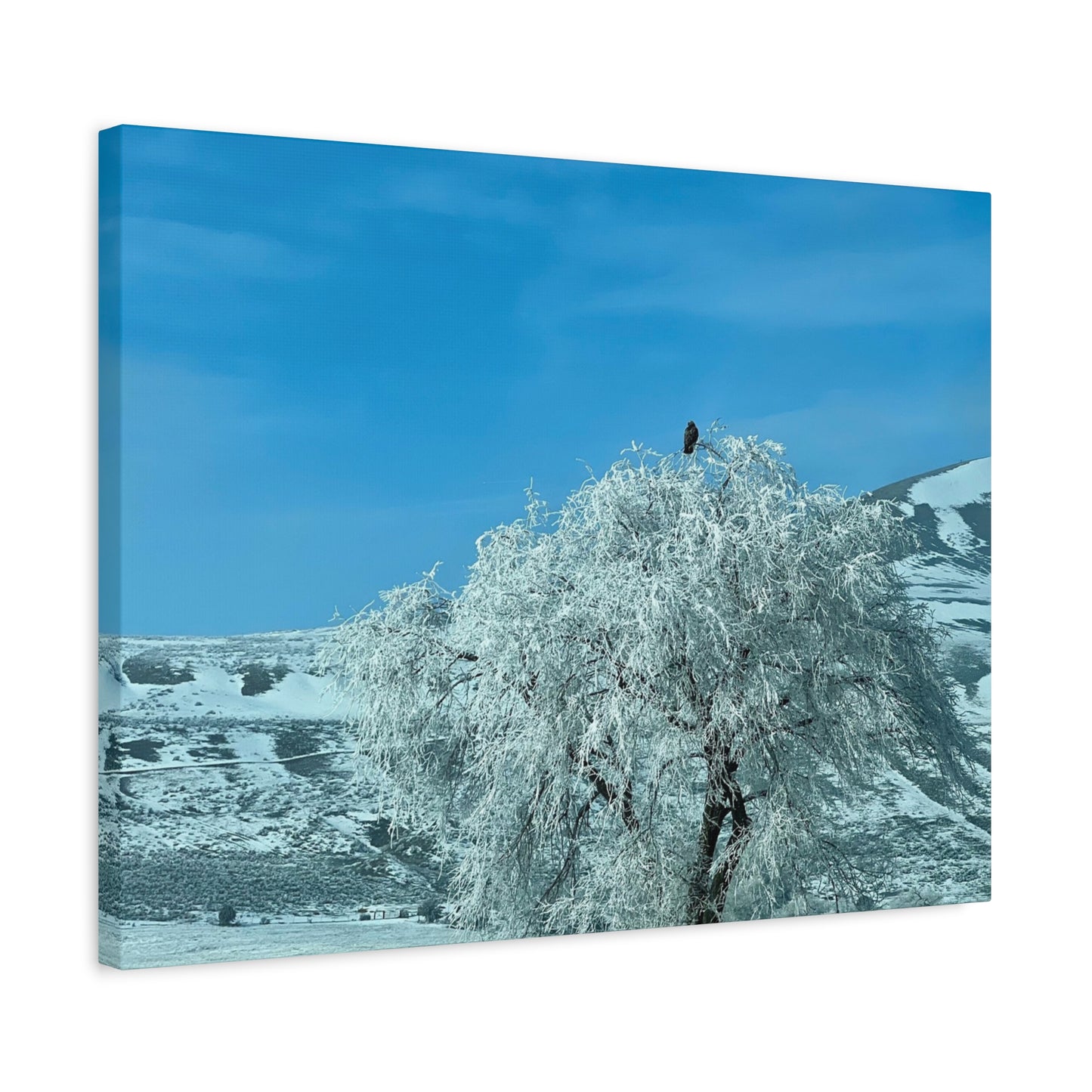 Frosted Tree Winter Landscape Matte Canvas