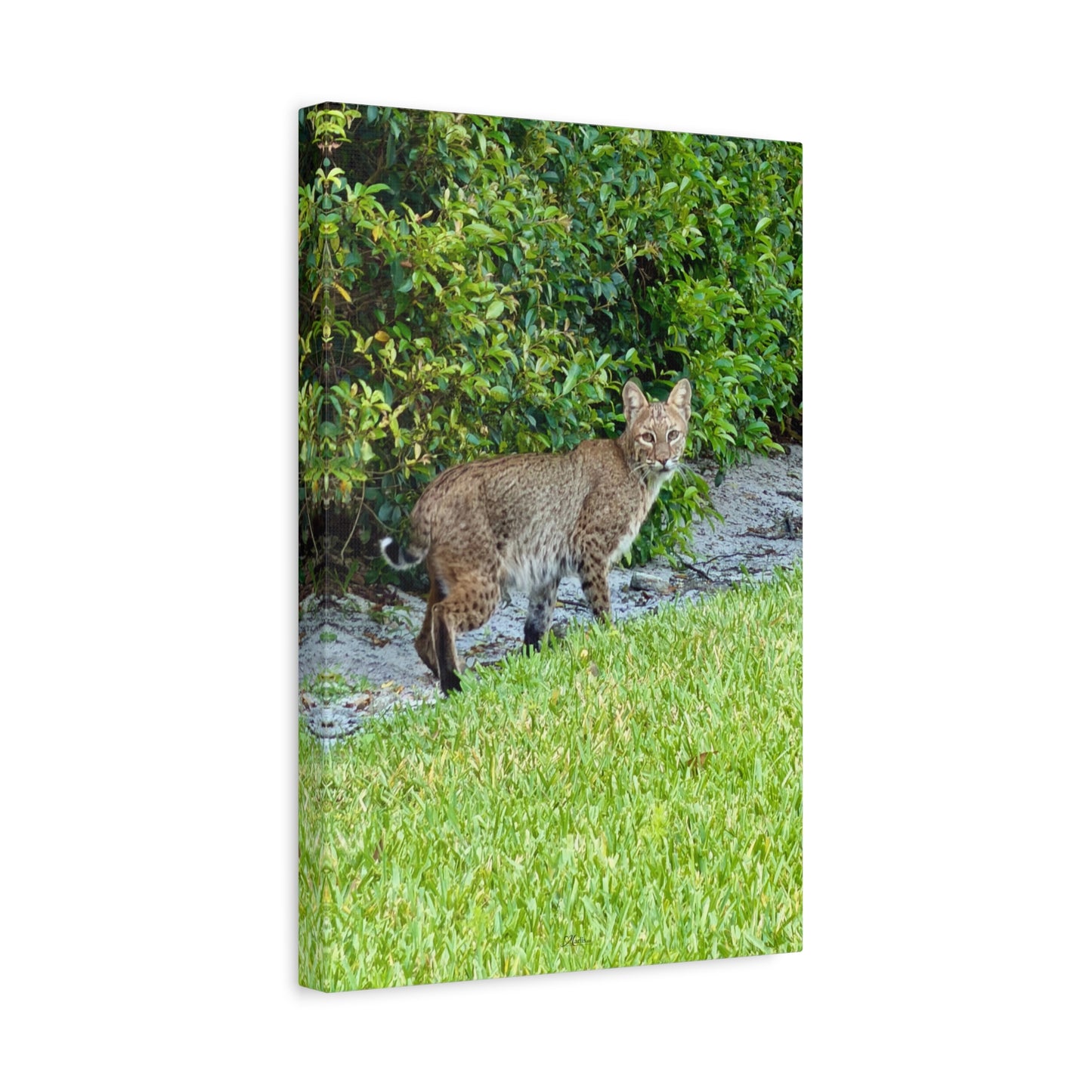 Urban Bobcat · Florida · Fine Art Canvas