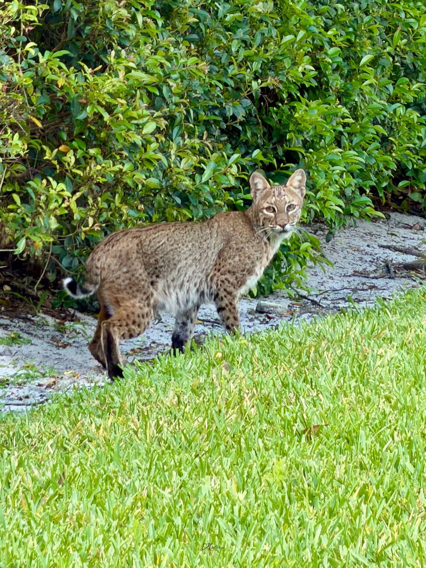 Urban Bobcat · Florida · Fine Art Canvas