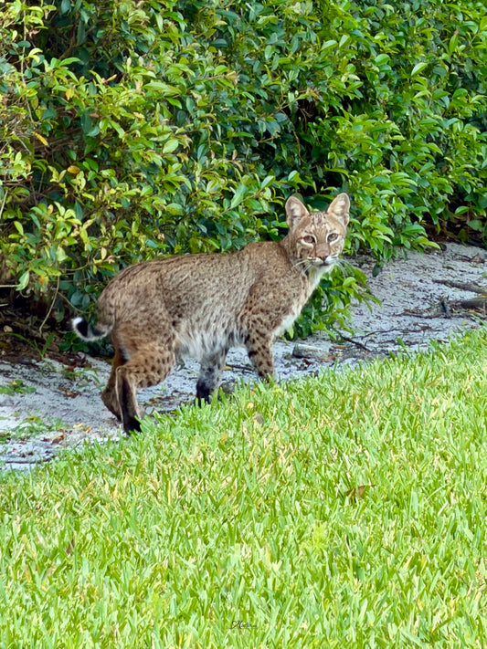 Urban Bobcat · Florida · Fine Art Canvas
