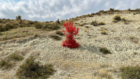 Burning Bush · Idaho · Canvas