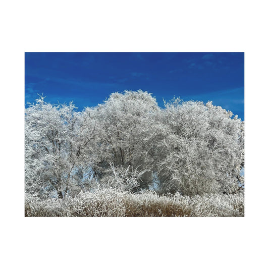 Frosted Tree
