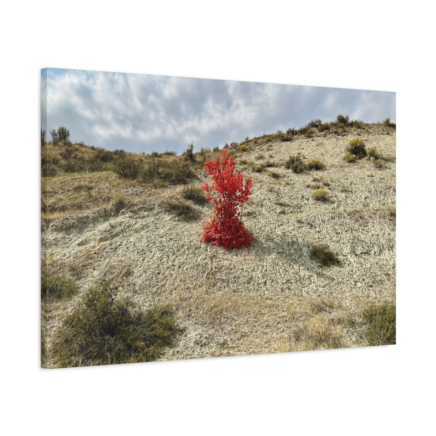 Burning Bush · Idaho · Canvas