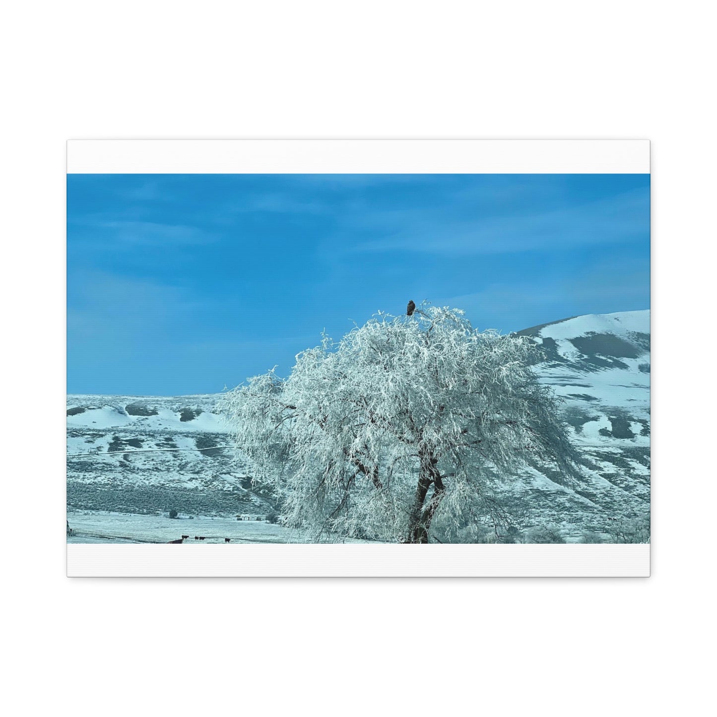 Between Places - Frosted Eagle Tree