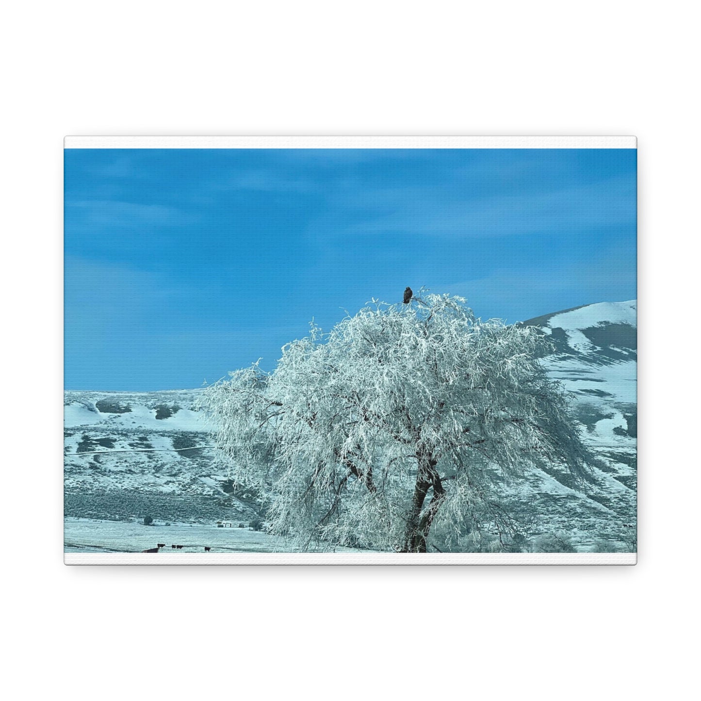 Between Places - Frosted Eagle Tree