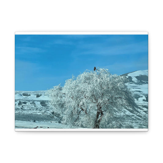 Between Places - Frosted Eagle Tree