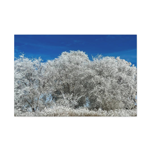 Frosted Tree