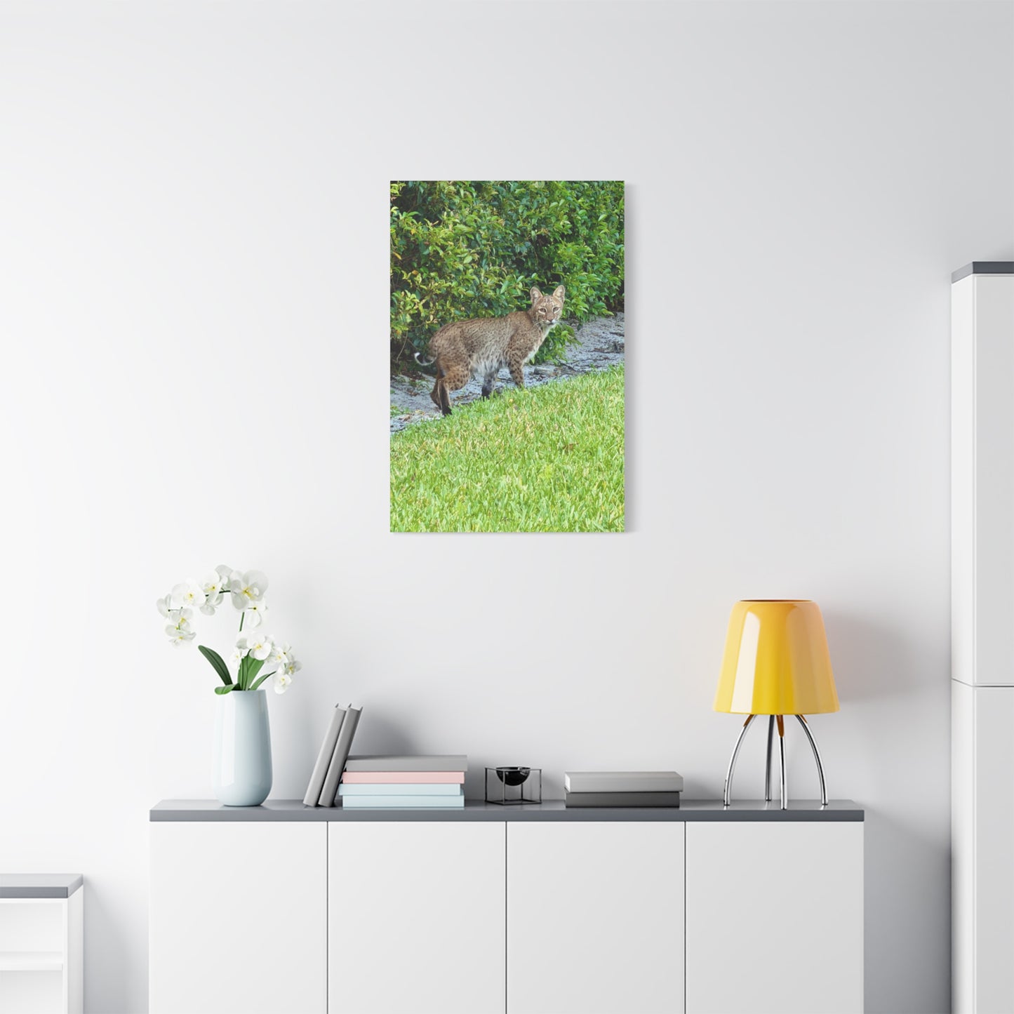 Urban Bobcat · Florida · Fine Art Canvas