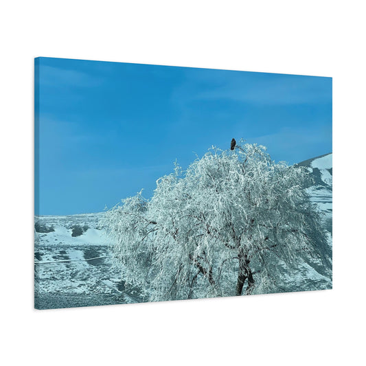 Winter Eagle Tree