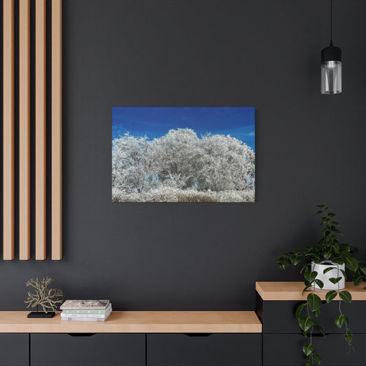 Frosted Tree Utah Canvas Wall Art