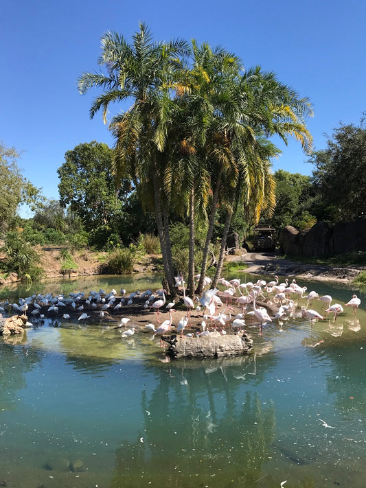 Flamingo's Animal Kingdom Disney World USA Photo Download